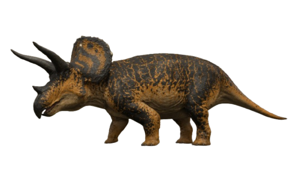 Triceratops